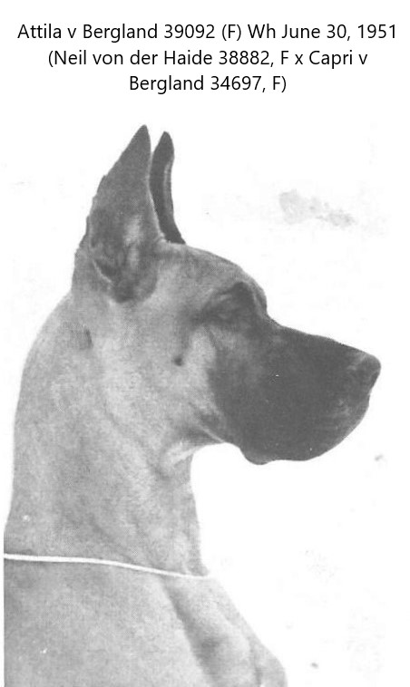 Attila v Bergland
